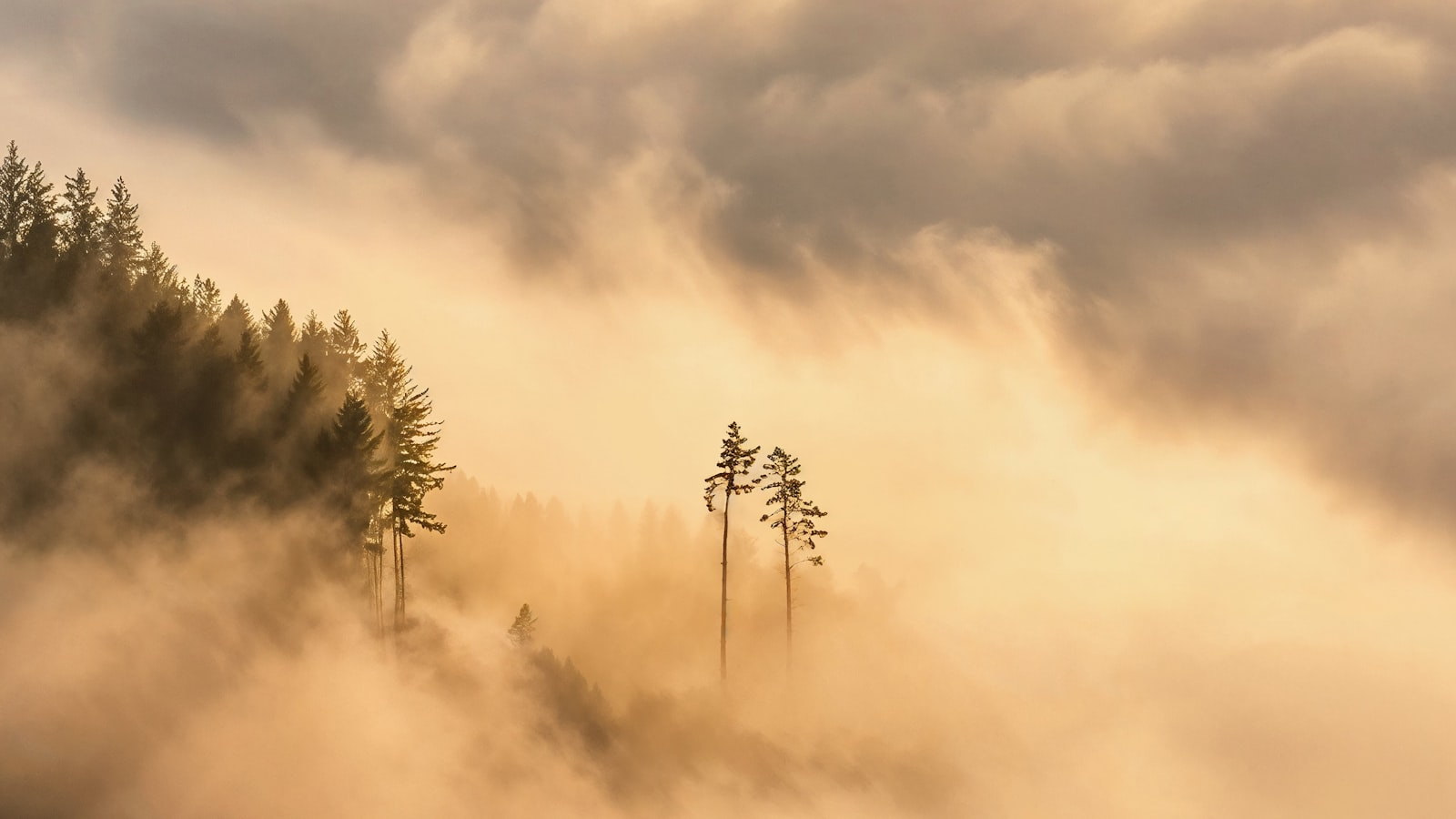 Floresta enevoada com luz suave — a calma que se recupera depois da tempestade