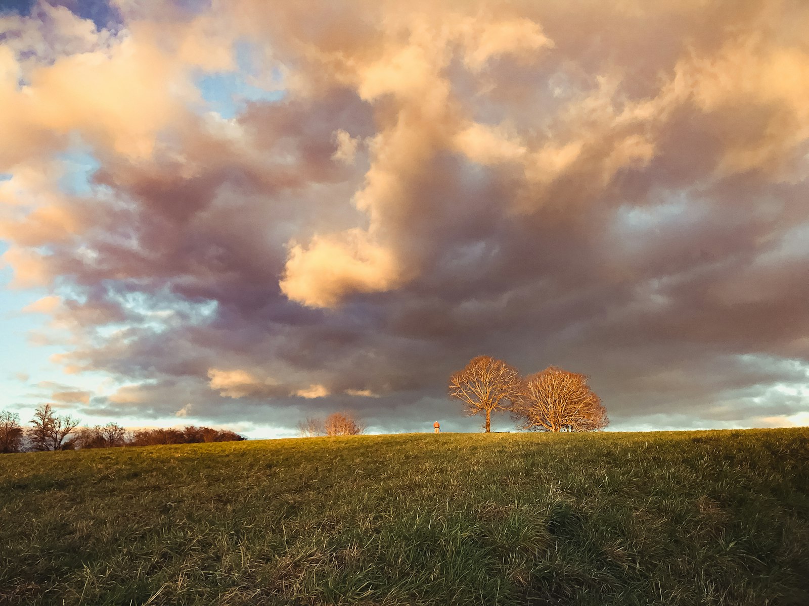Duas árvores lado a lado num campo ao entardecer — crescer junto sem sufocar o outro